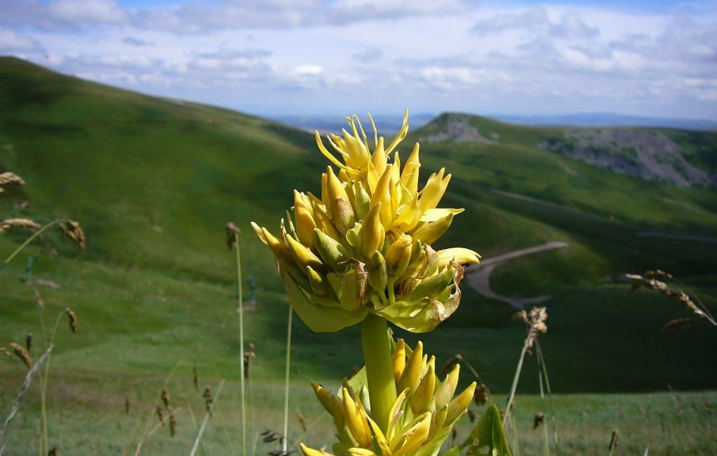 Radici di Genziana Storia Proprietà e Ricette di Liquore (Gentiana Lutea)