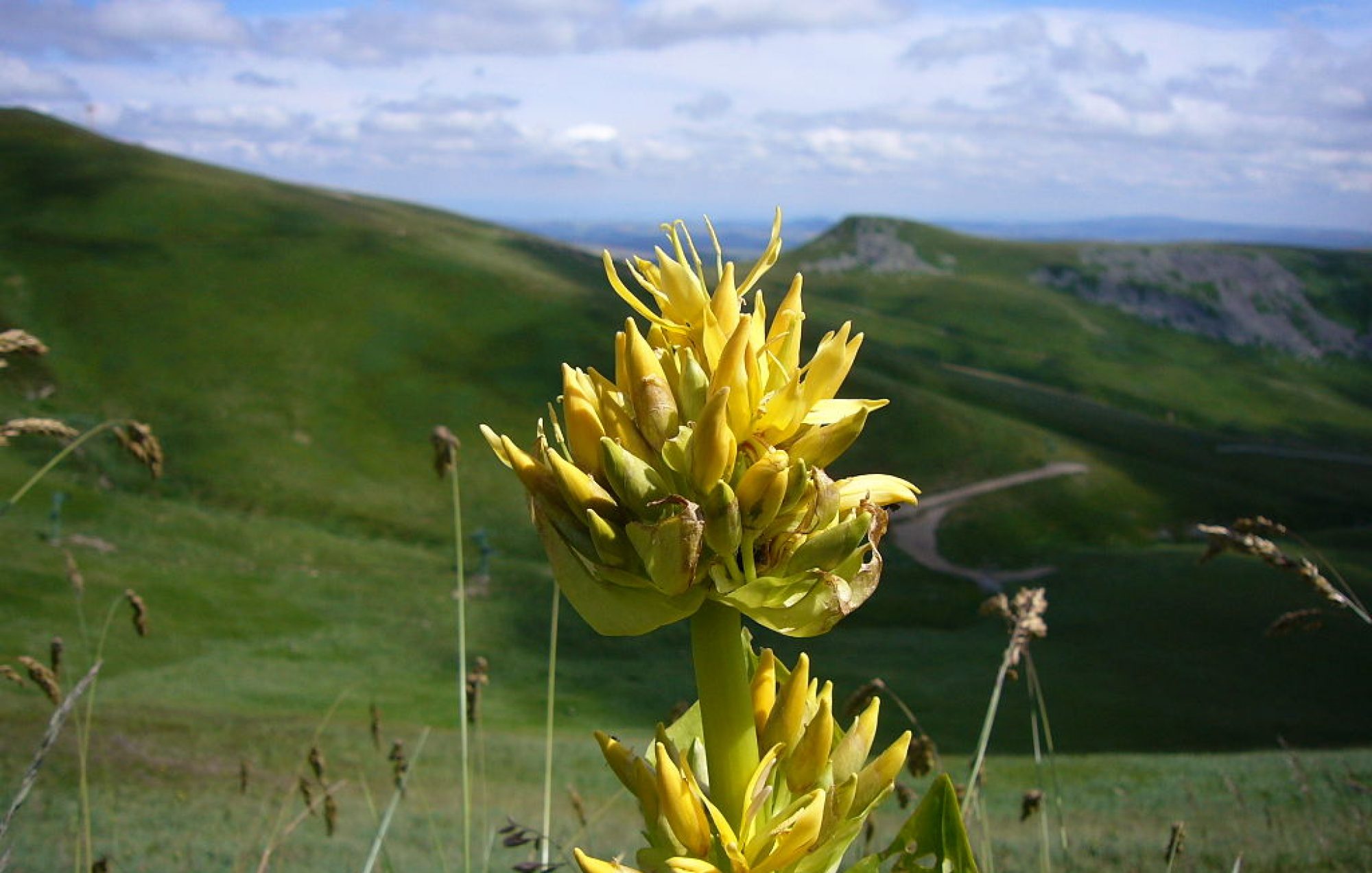 Radici di Genziana