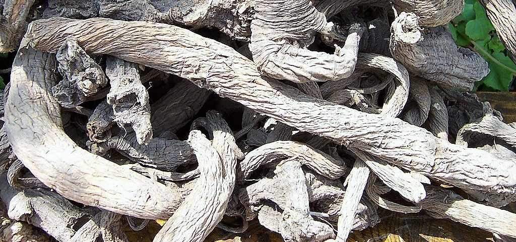 radice di genziana secche